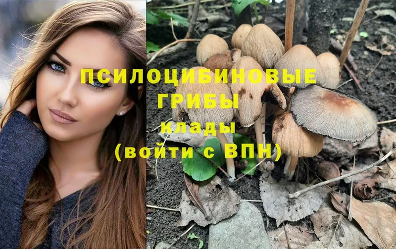 Псилоцибиновые грибы Psilocybine cubensis  Улан-Удэ 